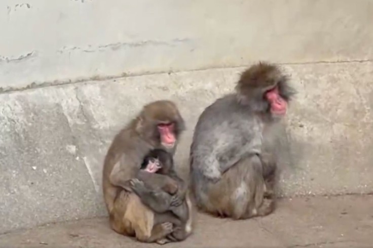 Punch recibe un abrazo.