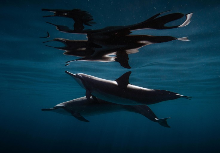 delfines