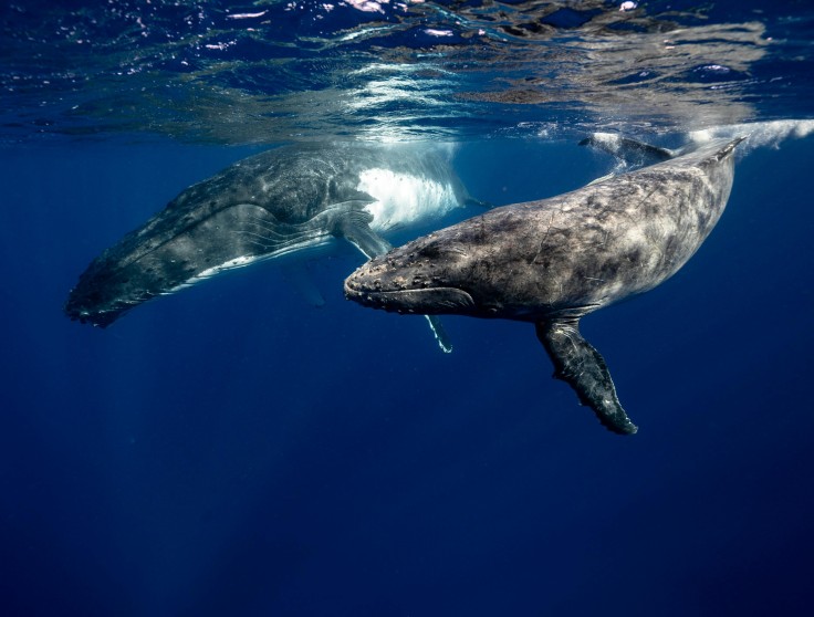 ballenas jorobadas