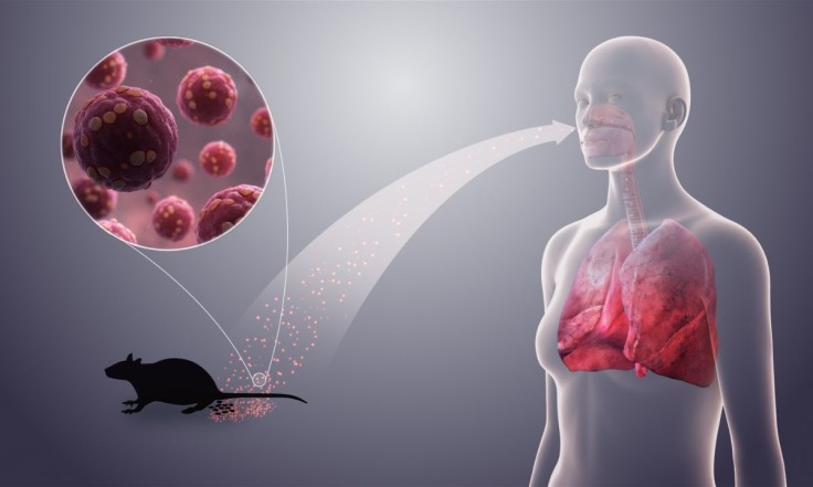Todavía se muestra el virus del hantavirus en 3D.