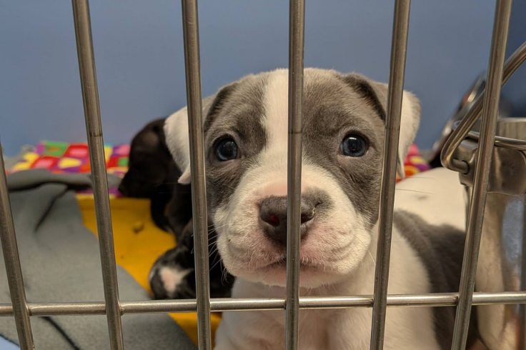 El refugio de animales de Dearborn está recaudando dinero para perros sin hogar.