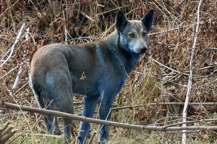 perro azul callejero de Chernóbil